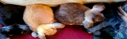 Mixed Breed rabbits for sale: Friendly bunnies ready to go in Southampton - Advert 1