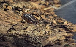 Mixed Breed invertebrates for sale: various isopod species - Image 6