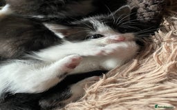 British Shorthair cats for sale: 5 kittens for sale  - Advert 7