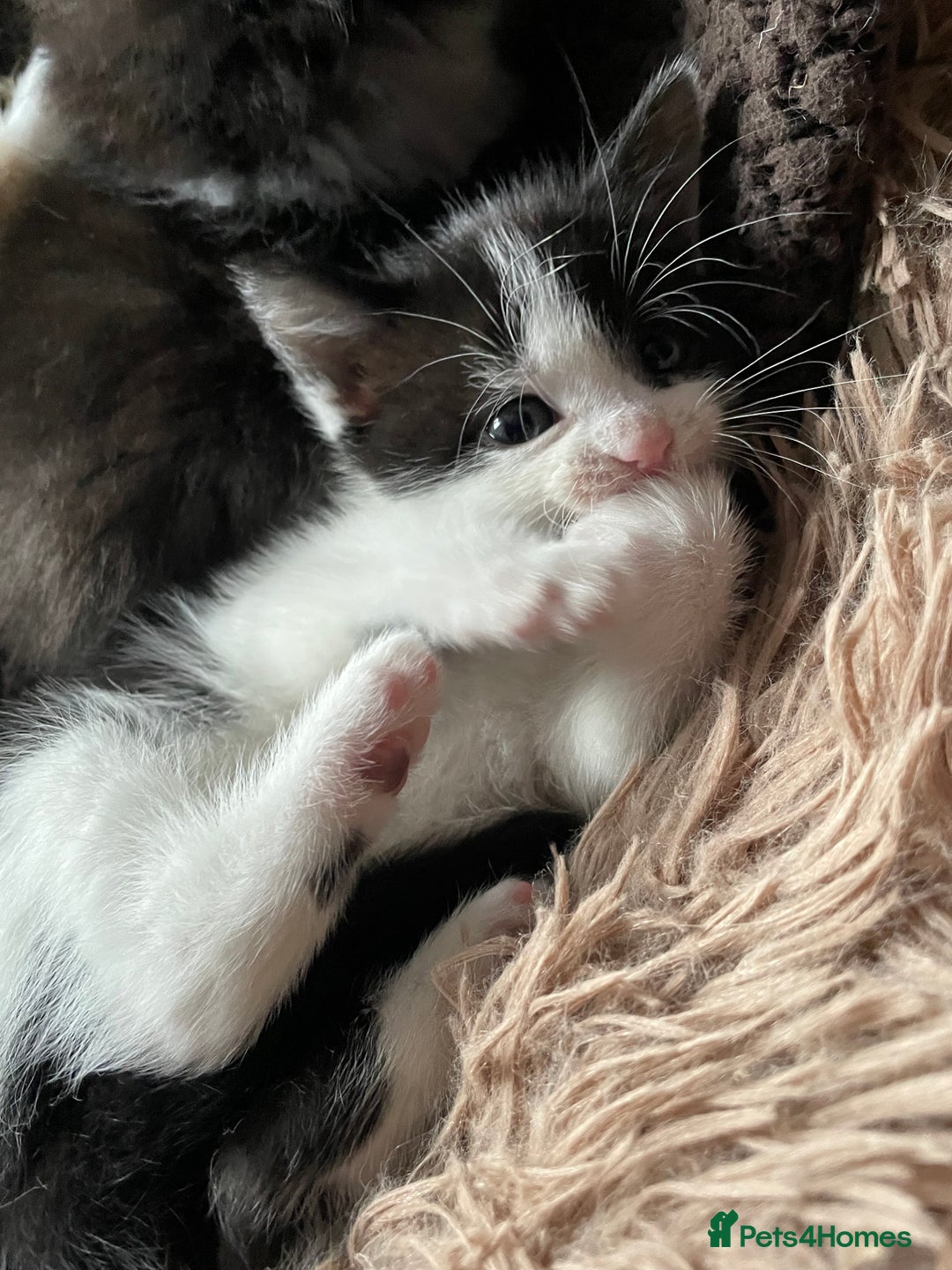British Shorthair cats for sale: 5 kittens for sale  - Advert 7