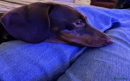Miniature Dachshund dogs for sale: Chocolate and tan dapple female - Image 4