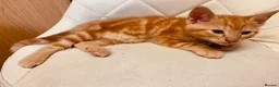 British Shorthair cats for sale: Kittens for sale - Advert 4