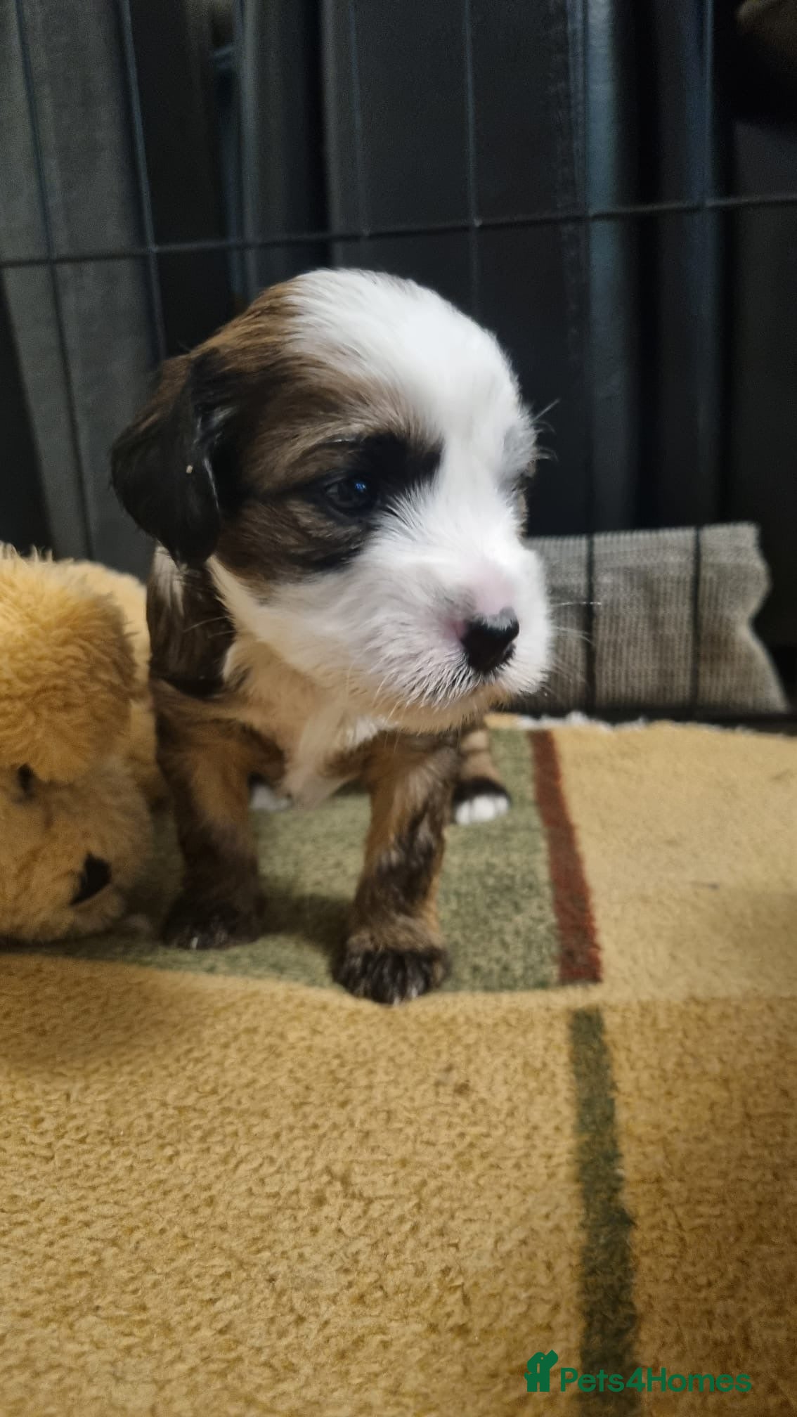 Tibetan Terrier dogs Stunning Tibetan Terrier Puppies ! - Advert 4