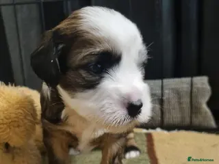 Tibetan Terrier dogs Stunning Tibetan Terrier Puppies ! - Advert 4