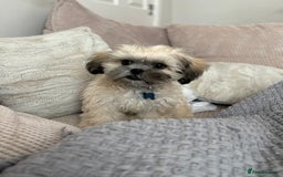 Zuchon dogs for sale: Our special boy Fudge - Image 2