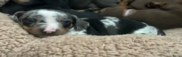 Dachshund dogs for sale: Dachshunds  - Advert 8