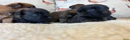 Mixed Breed dogs for sale: Cairn x Patterdale  - Advert 6