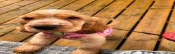 Cocker Spaniel dogs for sale: Golden cocker spaniel - show type  - Advert 5