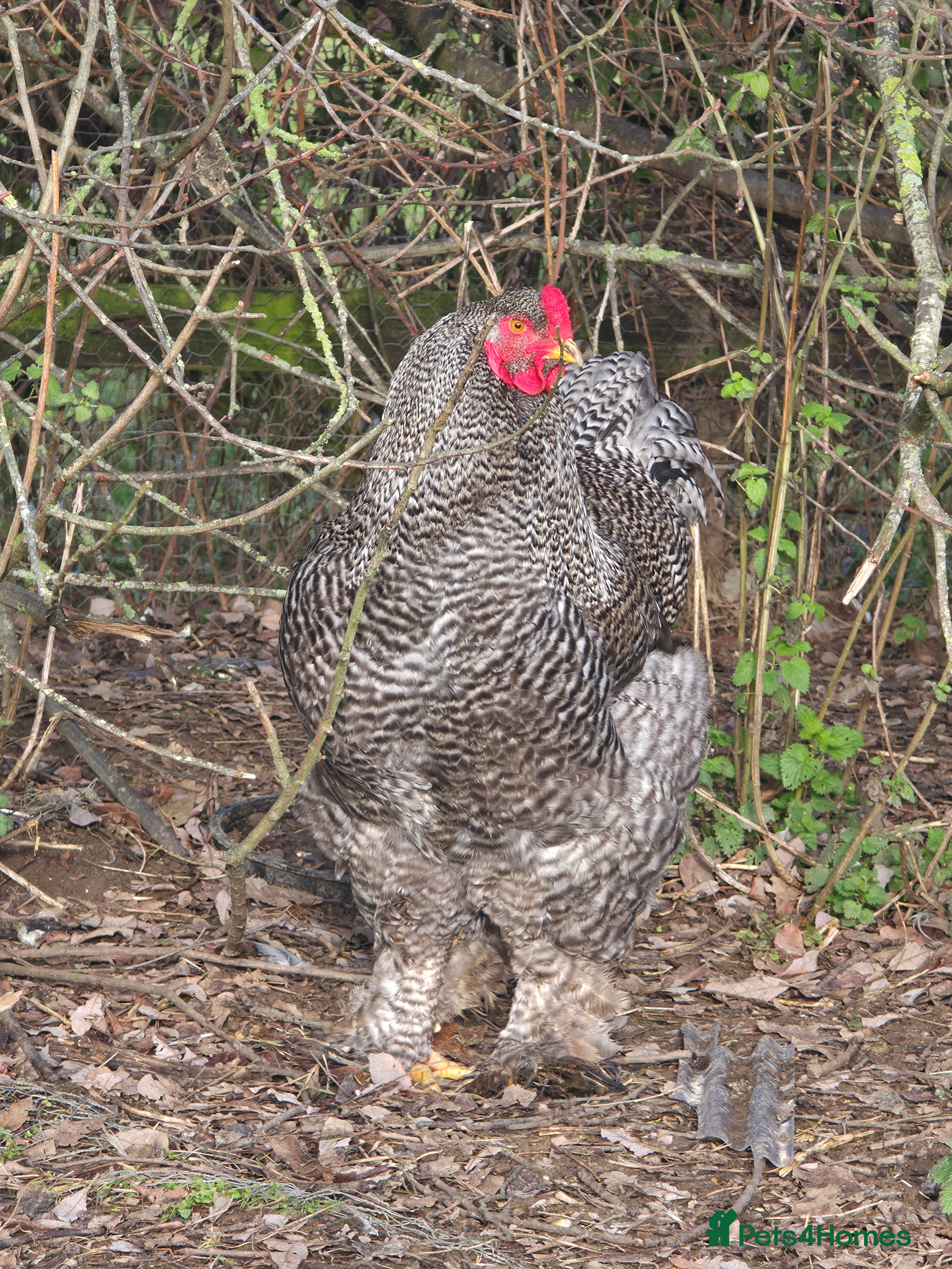 Chickens poultry Stunning Brahma's - Advert 1