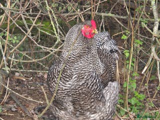 Chickens poultry Stunning Brahma's - Advert 5