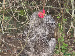 Chickens poultry Stunning Brahma's - Advert 6