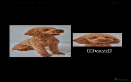 Cockapoo dogs for sale: 3 x Beautiful Red Cockerpoo Pups For Sale - Image 15