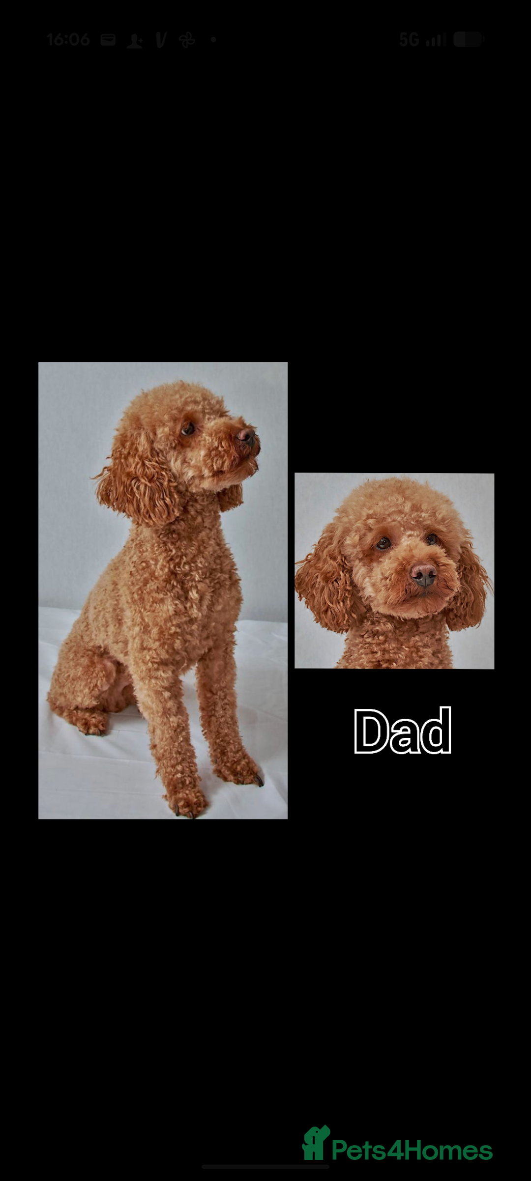 Cockapoo dogs for sale: 3 x Beautiful Red Cockerpoo Pups For Sale - Image 15
