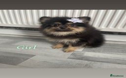 Pomeranian dogs for sale: High quality Pomeranian puppies  - Image 10