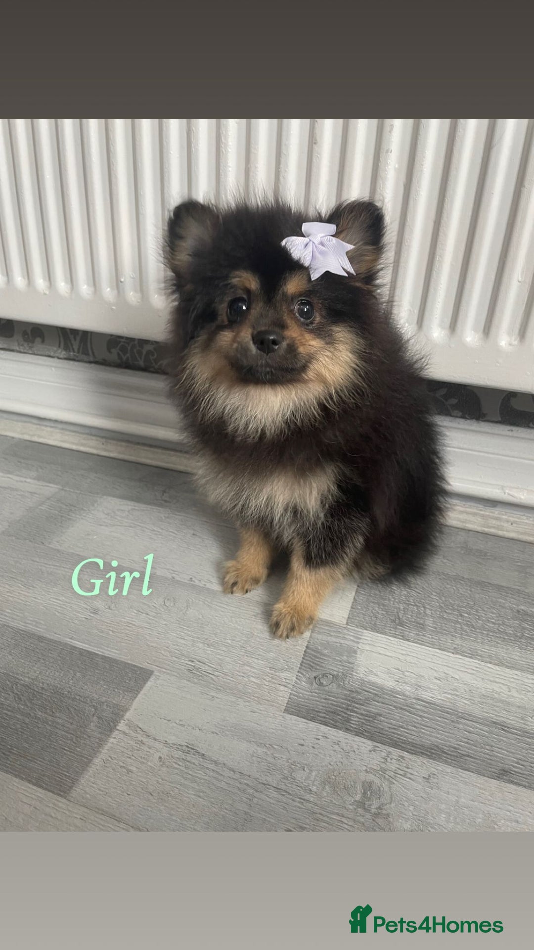 Pomeranian dogs for sale: High quality Pomeranian puppies  - Image 10