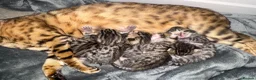 Bengal cats for sale: Beautiful bengal kittens  in Watlington - Advert 1