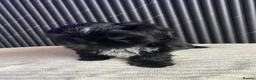 Shih Tzu dogs for sale: 4 Beautiful Shih-Tzu  - Advert 1