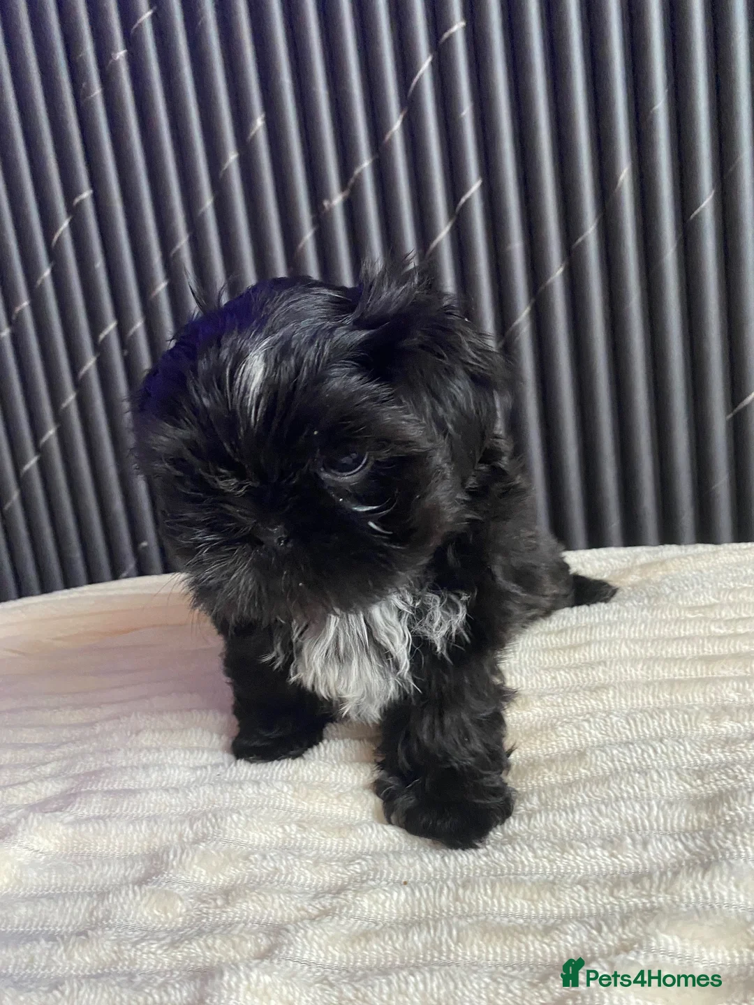 Shih Tzu dogs for sale: 4 Beautiful Shih-Tzu  - Advert 1