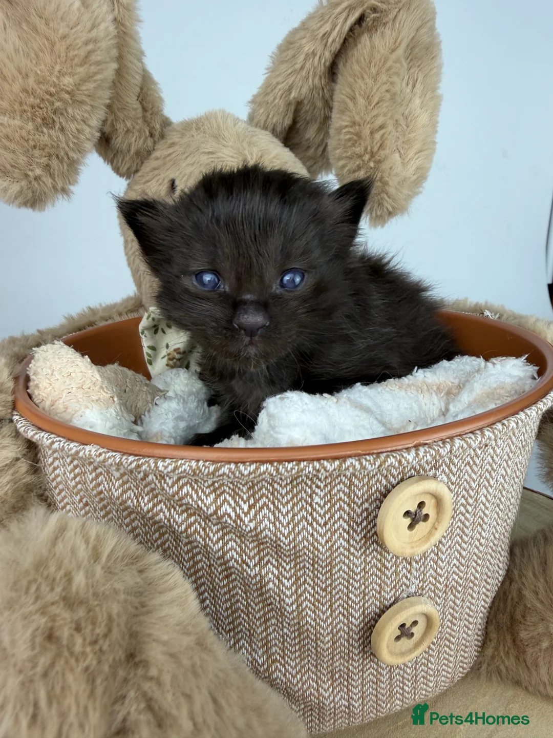 Ragcoon cats for sale: 🤍 RAGDOLL X MC KITTENS | HEALTH-TESTED PARENTS - Advert 32