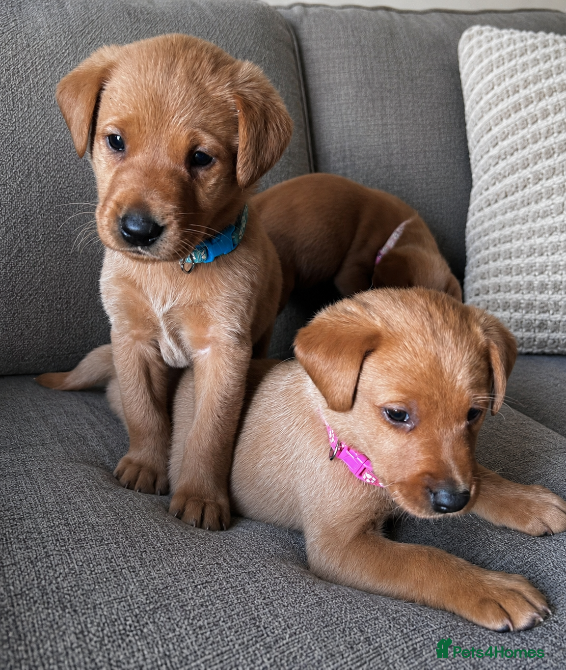 Labrador Retriever dogs Fox Red Labrador Puppies  - Advert 2