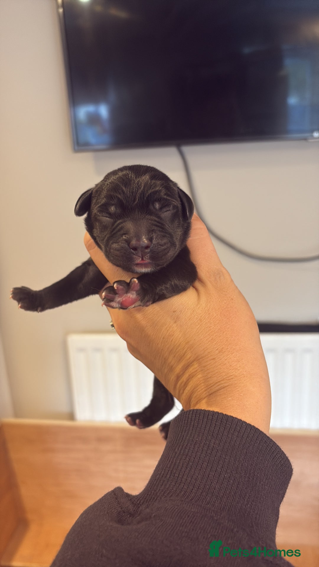 Labrador Retriever dogs for sale: Labrador pups, well-socialised & family raised - Image 5
