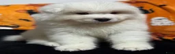 Samoyed dogs for sale: Stunning KC Samoyed female READY NOW - Advert 12