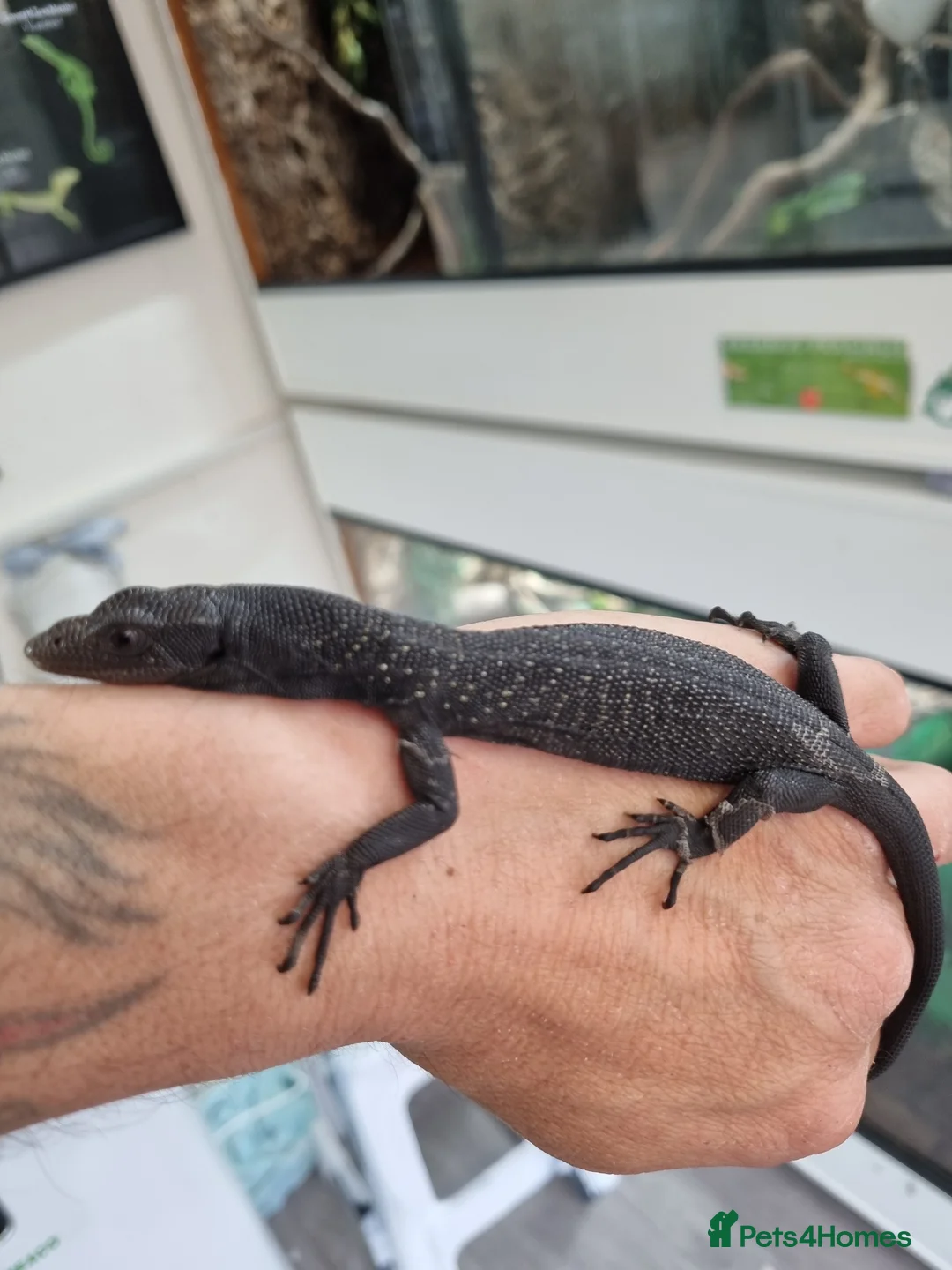 Monitor reptiles for sale: Ukcb26 varanus beccarii  - Advert 2