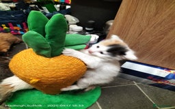 British Longhair cats for sale: ADORABLE DOG AND HOOVER PROOF KITTENS - Image 19