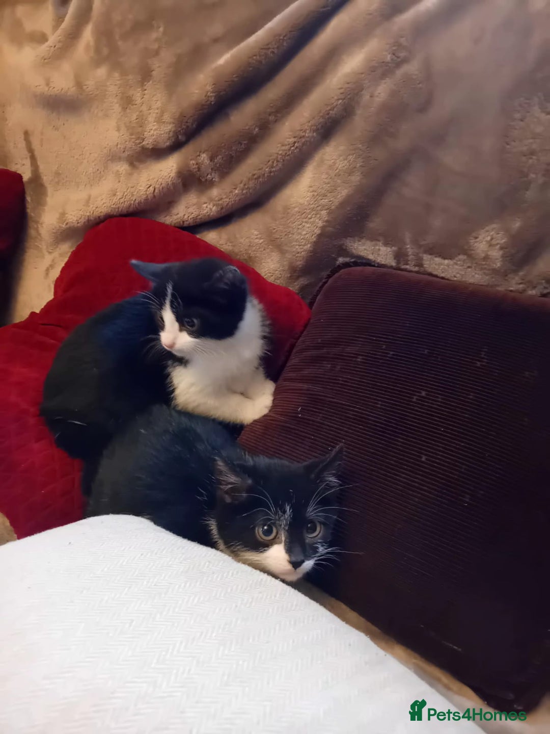 Mixed Breed cats for sale: Beautiful kitten's  - Advert 8