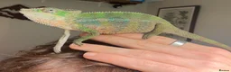 Chameleon reptiles for sale: Ambilobe Panther Chameleon Male - Advert 5