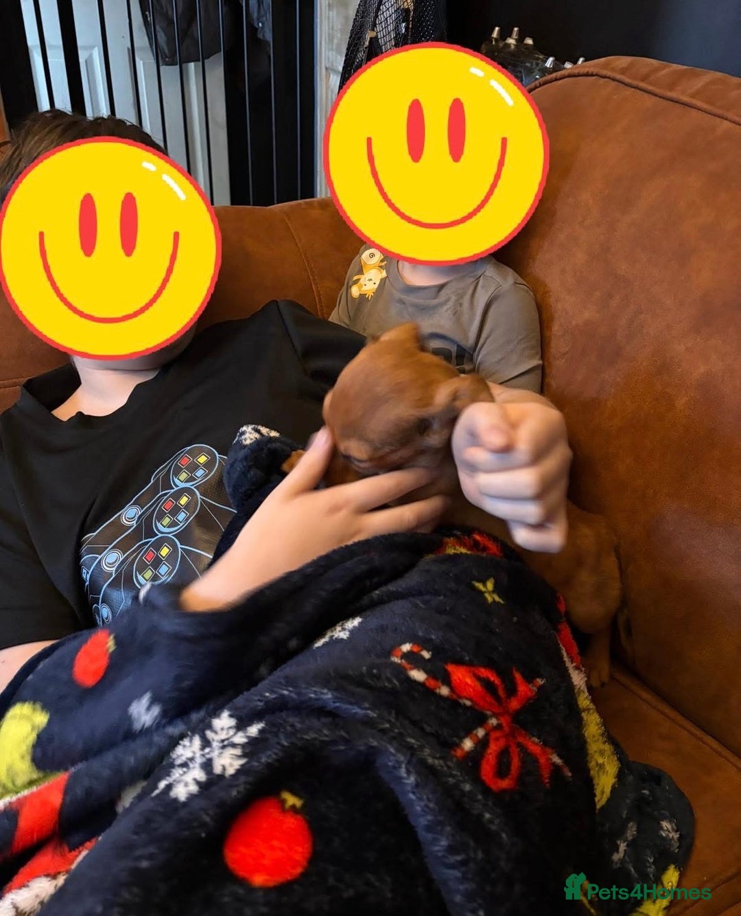 Mixed Breed dogs for sale: Jack russell x dachshund  - Advert 6