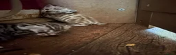 Bengal cats for sale: Charcoal bengal kittens registered.  - Advert 4