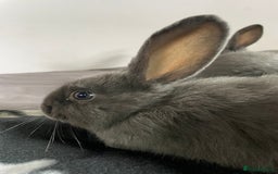 French Lop rabbits for sale: Blue French lopXDutch baby rabbits ready to go now - Image 19