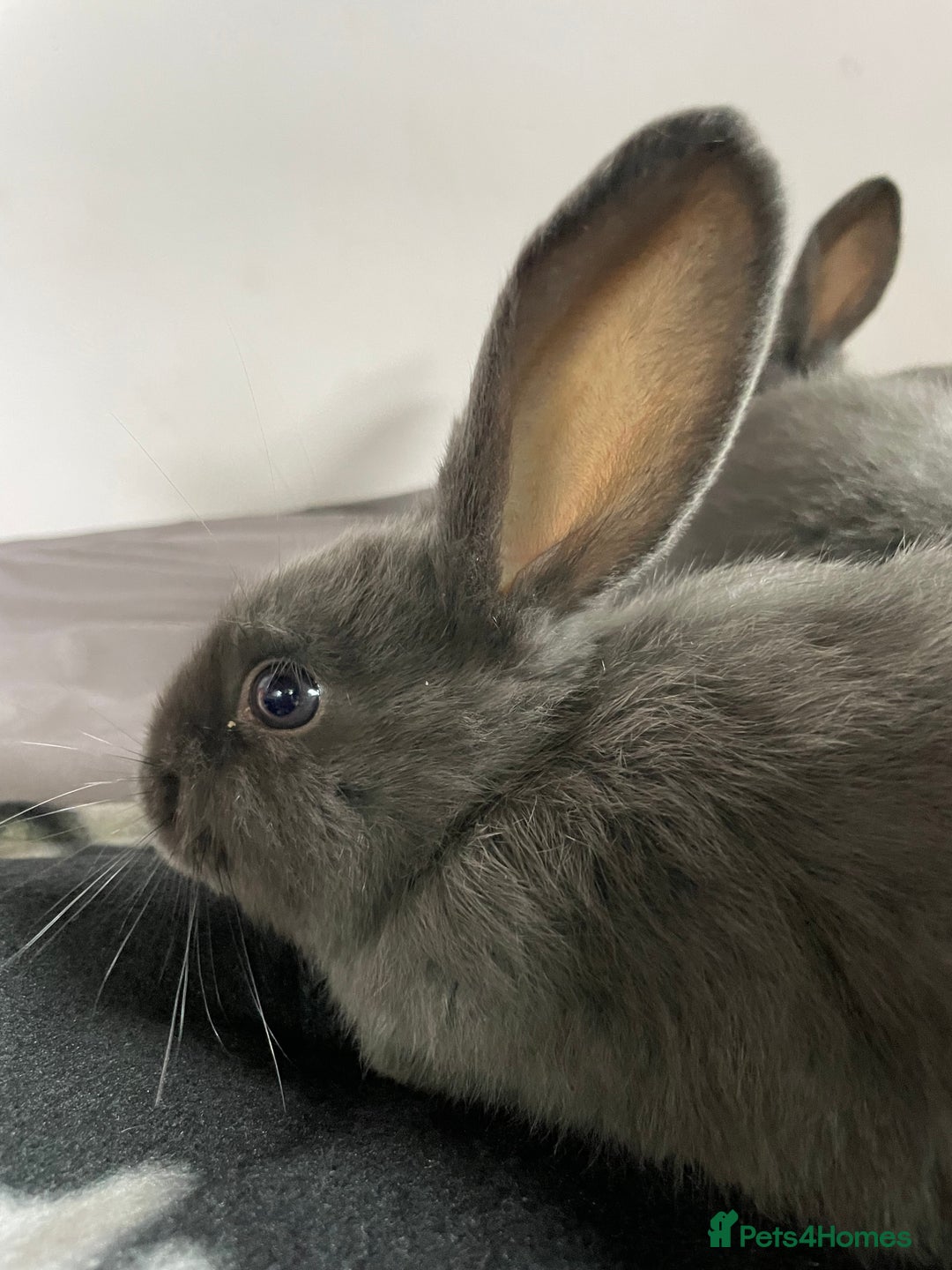 French Lop rabbits for sale: Blue French lopXDutch baby rabbits ready to go now - Image 19