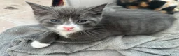 Mixed Breed cats for sale: Grey kitten - Advert 5