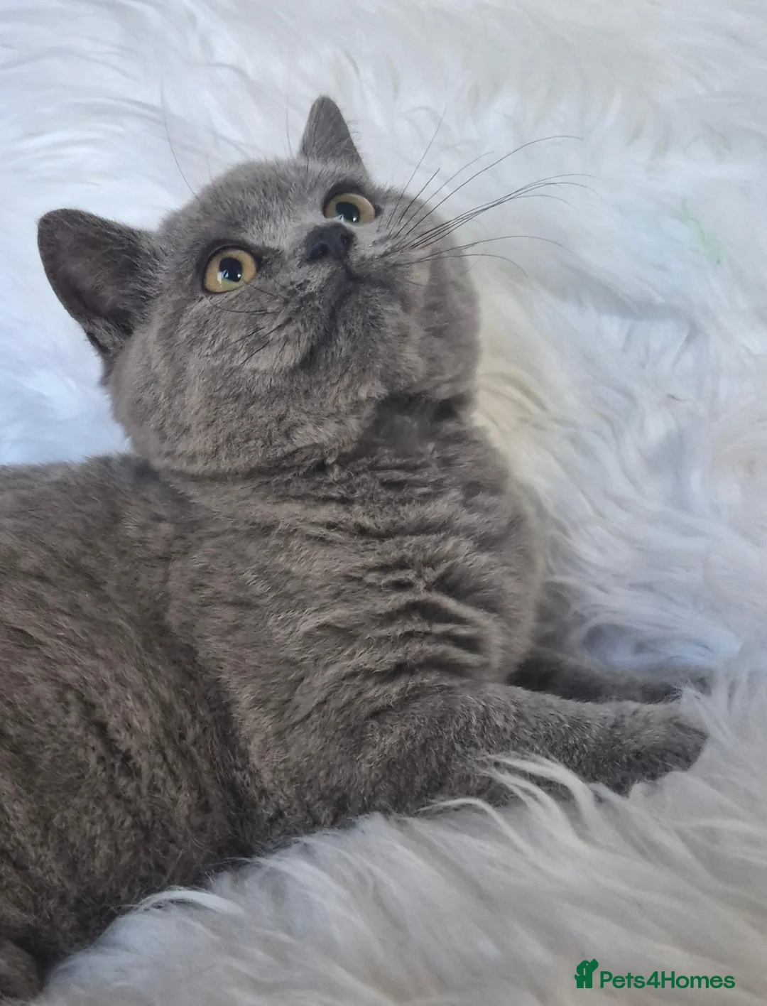 British Shorthair cats for sale: Beautiful Blue Male Kitten  - Advert 20