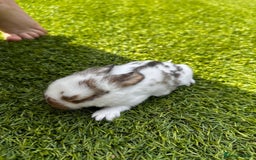 Mini Lop rabbits for sale: Mini Lops  - Image 6