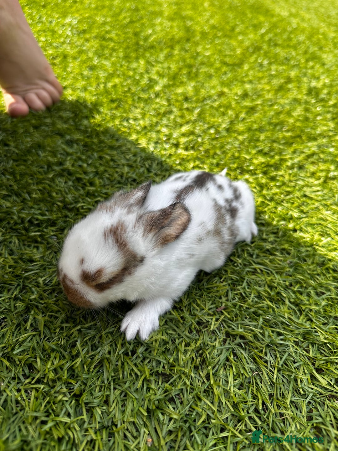 Mini Lop rabbits for sale: Mini Lops  - Image 6