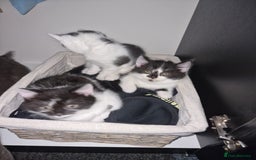 Mixed Breed cats for sale: 🐾 Adorable Kittens Looking for Loving Homes 💕 - Image 4