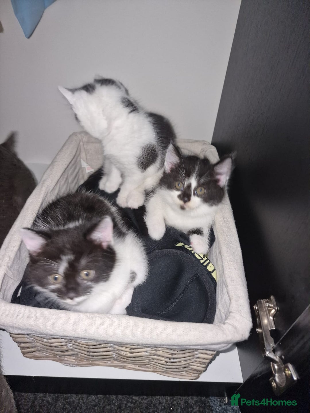 Mixed Breed cats for sale: 🐾 Adorable Kittens Looking for Loving Homes 💕 - Image 4