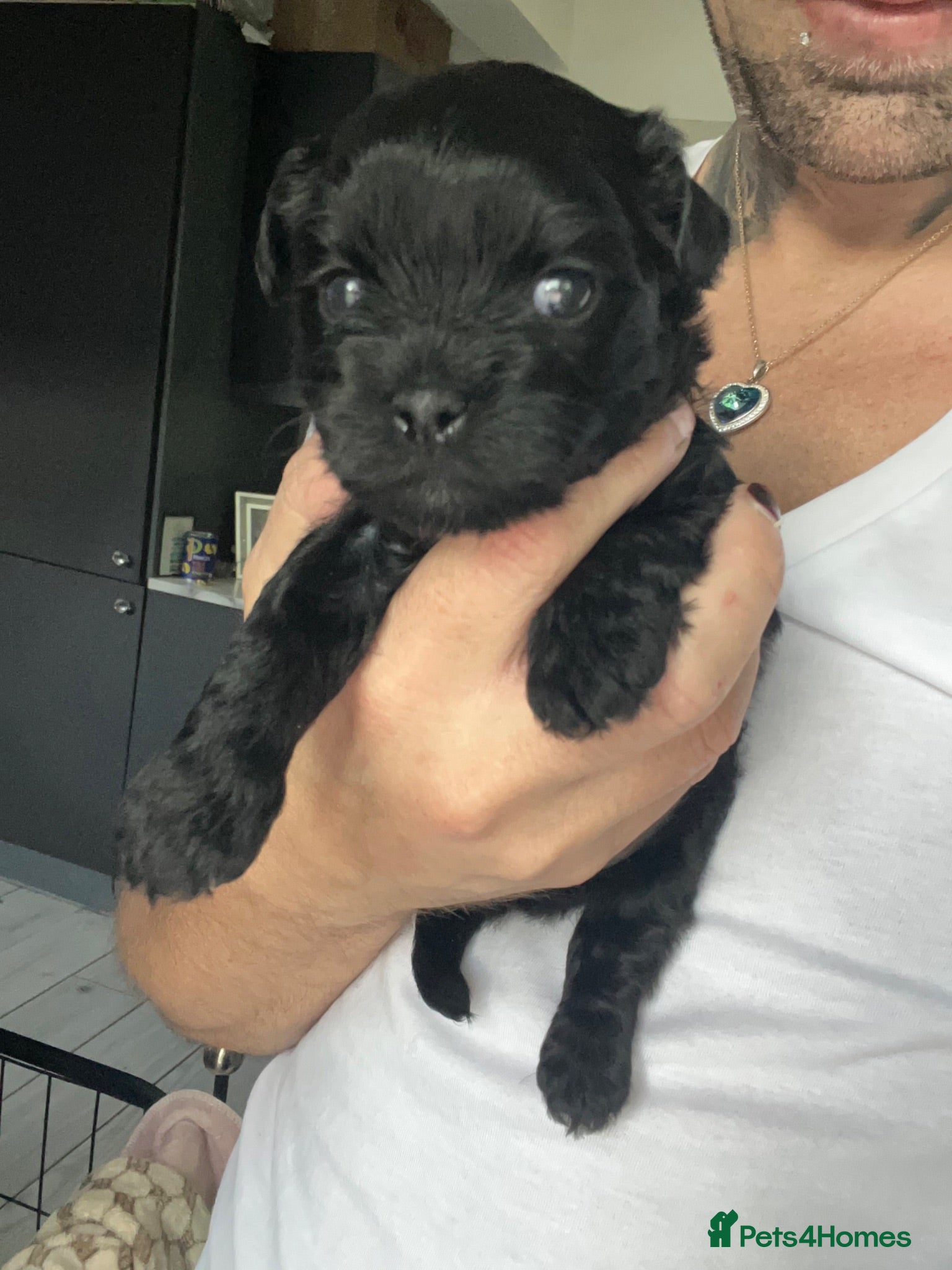 Shih Tzu dogs Shihtzu-Poodle mix Toy shihpoo puppies  - Advert 1