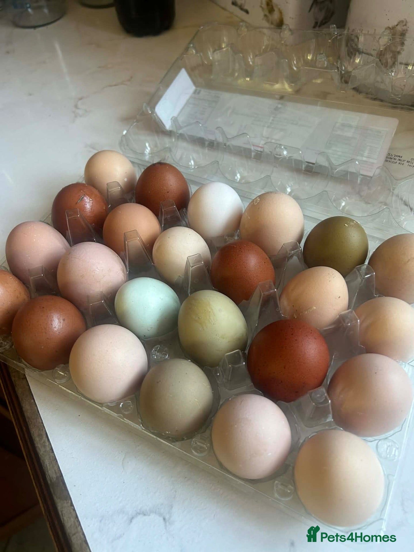 Chickens poultry Rainbow / Coloured Mixed Hatching Eggs - Advert 1