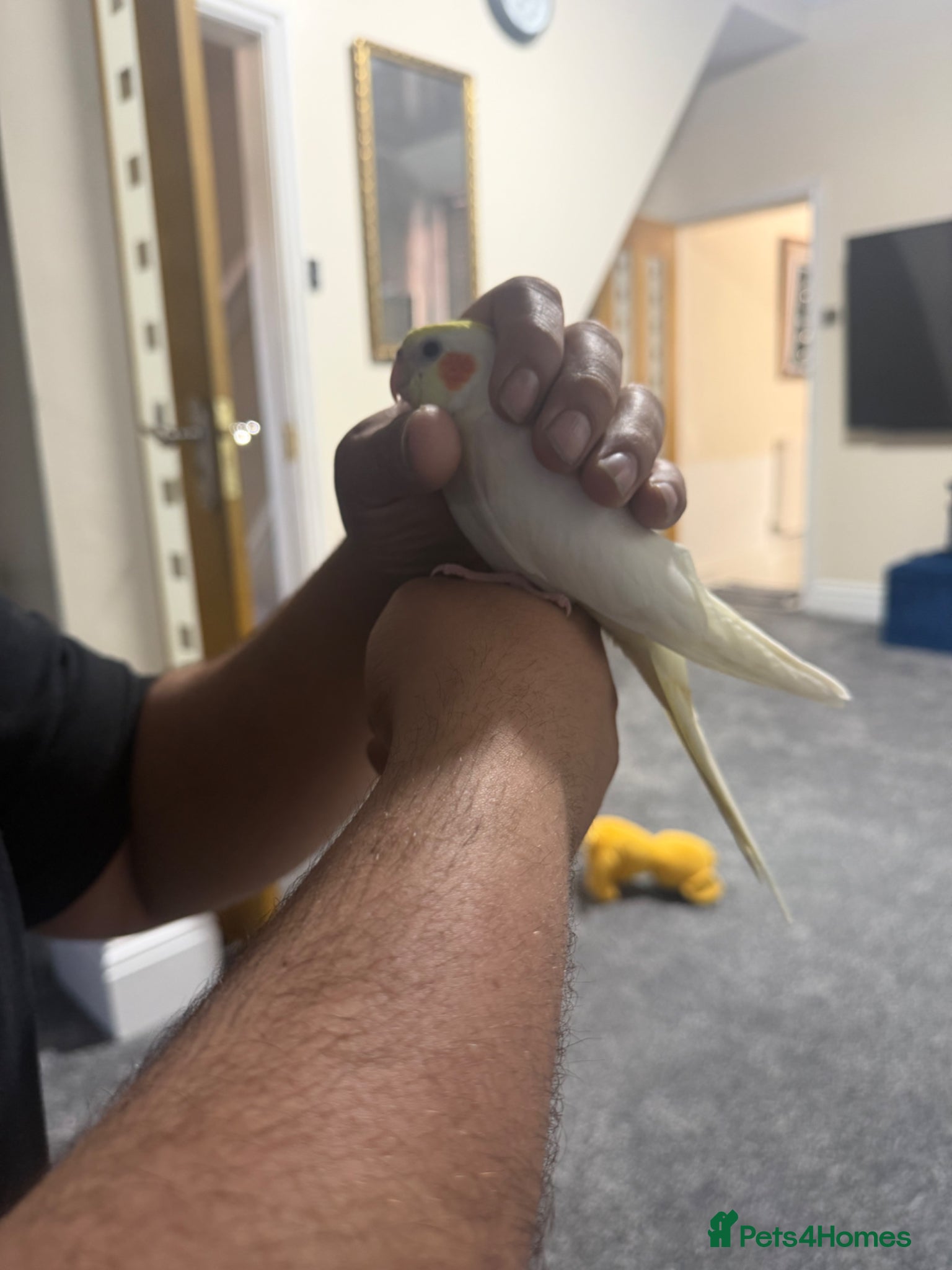 Cockatiels birds Baby cocktails - Advert 1