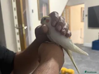 Cockatiels birds for sale: Baby cocktails - Advert 1