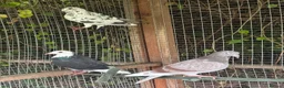 Pigeons birds for sale: Homing pigeons  - Advert 3