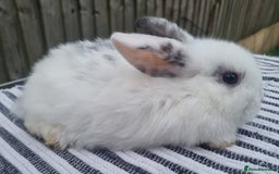Mini Lop rabbits for sale: Trained French x Mini Lop Bunnies. Please Read! - Image 12