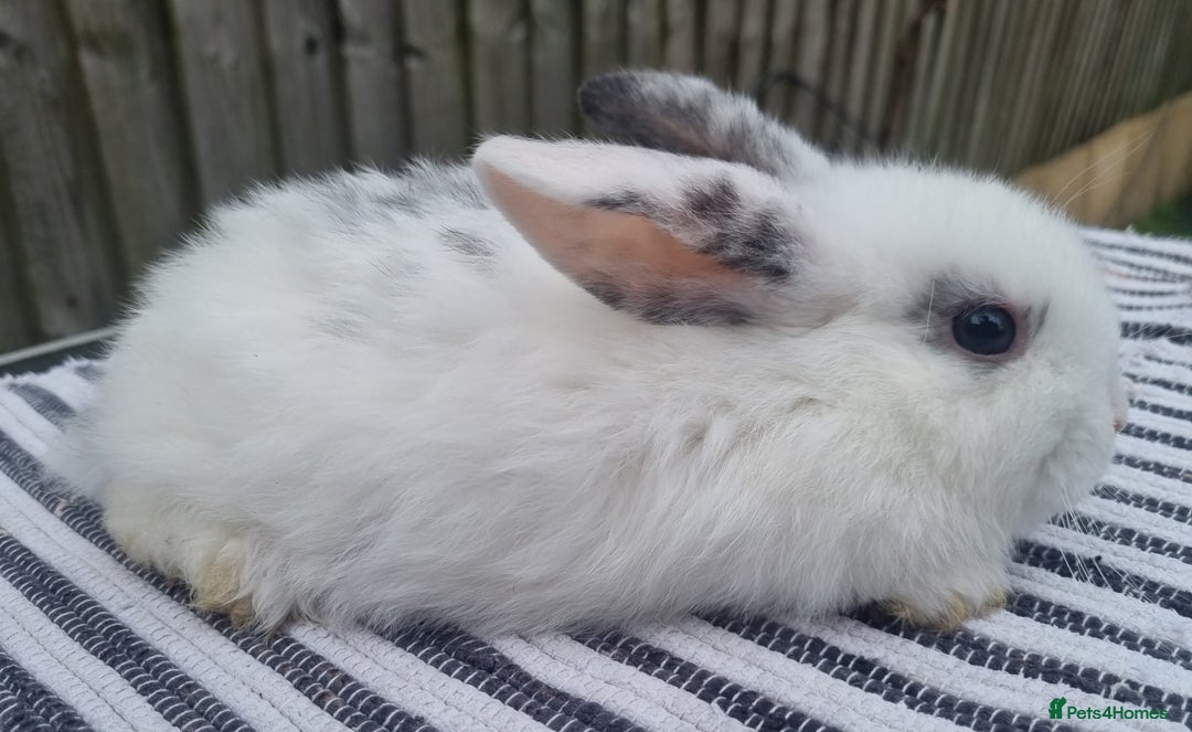 Mini Lop rabbits for sale: Trained French x Mini Lop Bunnies. Please Read! - Image 12