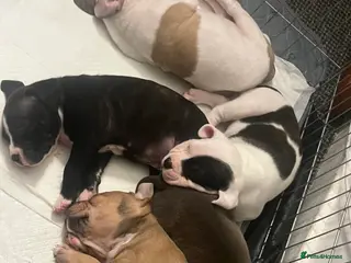 American Bull Staffy dogs AmStaff pups - Advert 1