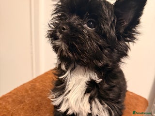 Yorkshire Terrier dogs 🐶🐶Black Yorkie Biewer ready to rehome 🐶🐶 - Advert 6