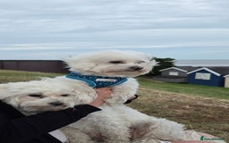 Maltese dogs for sale: ✨ Exquisite Maltese Puppies Available✨ - Advert 16